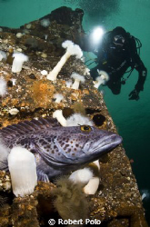 Lingcod, Vancouver, Canada  Nikon D200, 10.5 mm 